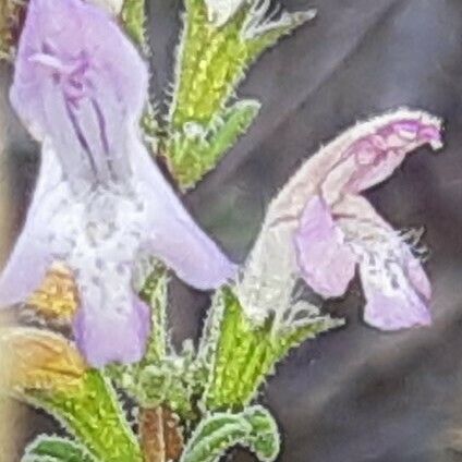 Satureja cuneifolia Blomma