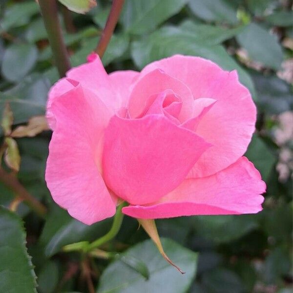 Rosa chinensis Flower