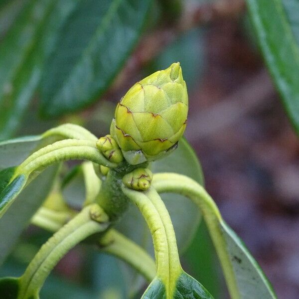 Rhododendron argyrophyllum Flower