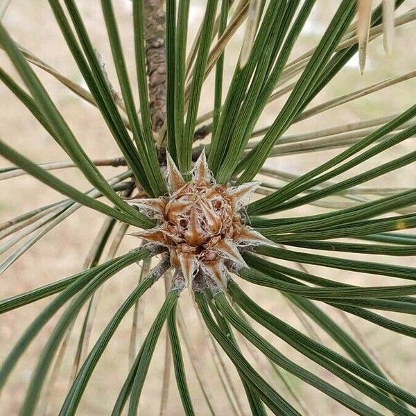 Pinus nigra Іншае