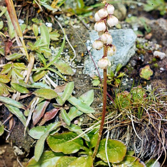 Pyrola minor Λουλούδι