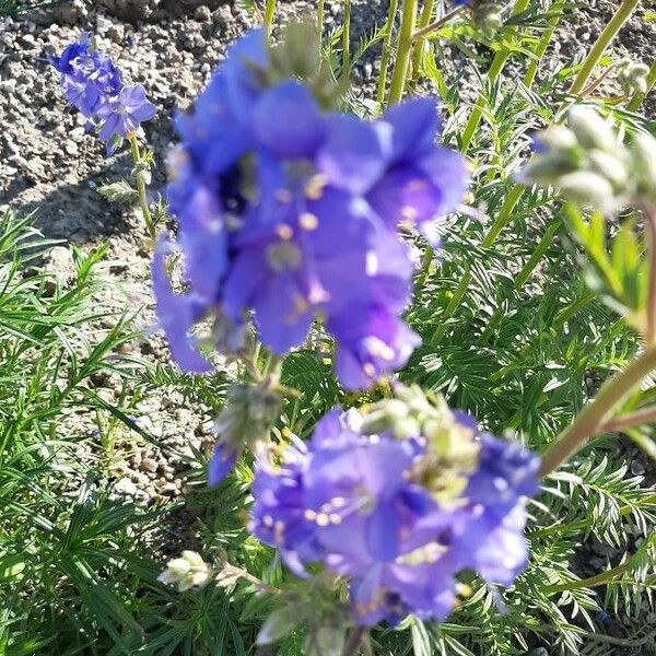 Polemonium caeruleum Virág