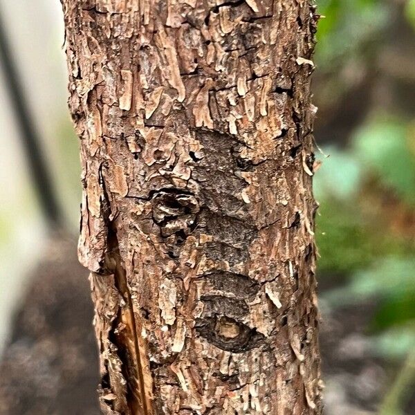 Fuchsia paniculata Bark