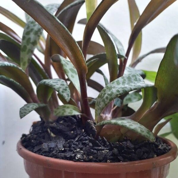 Ledebouria socialis
