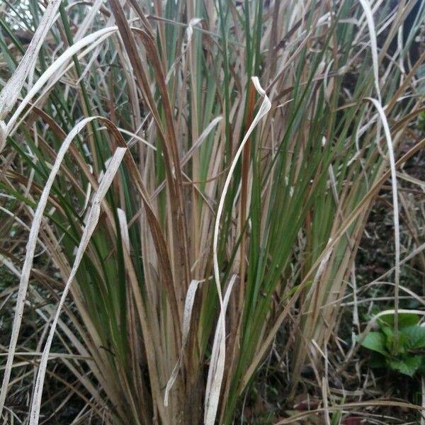 Chrysopogon zizanioides Yaprak