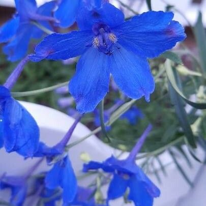 Delphinium menziesii പുഷ്പം