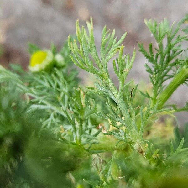 Matricaria discoidea Ліст