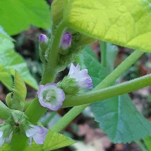 Malva verticillata 花