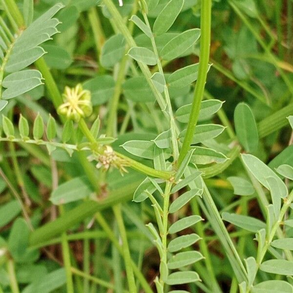 Coronilla varia Leaf