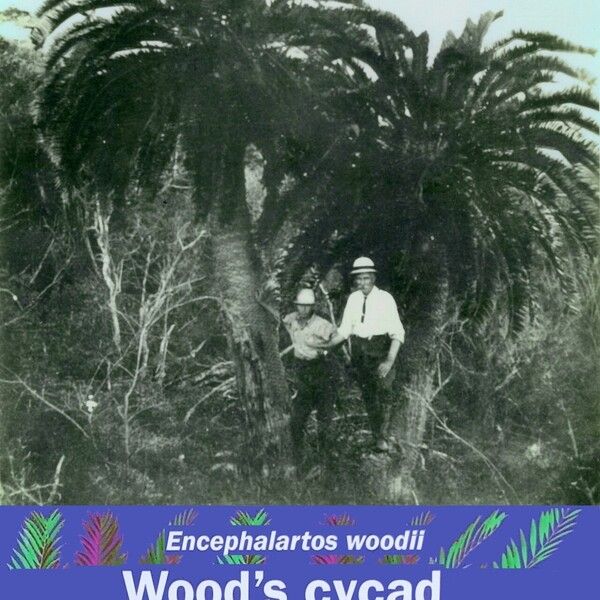 Encephalartos woodii Muu