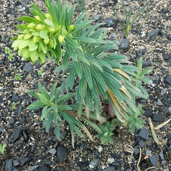 Euphorbia × martini ശീലം