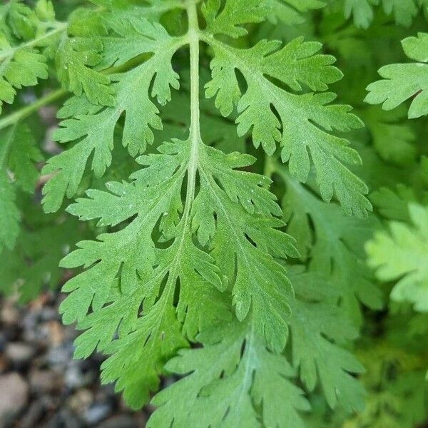 Tanacetum parthenium 葉