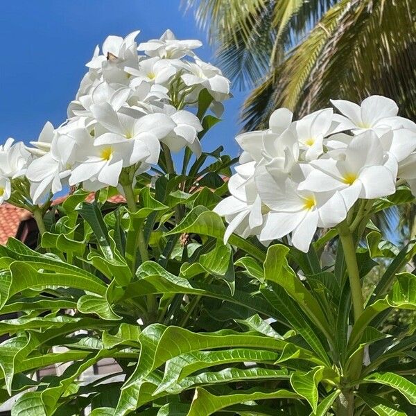 Plumeria pudica 花