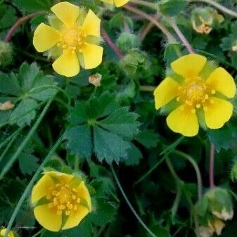 Potentilla crantzii Blüte