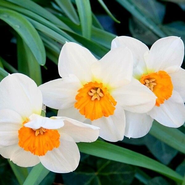 Narcissus tazetta Blomst