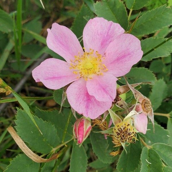 Rosa arkansana Flower