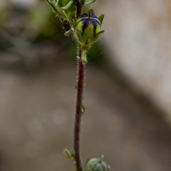 Linaria simplex ফুল