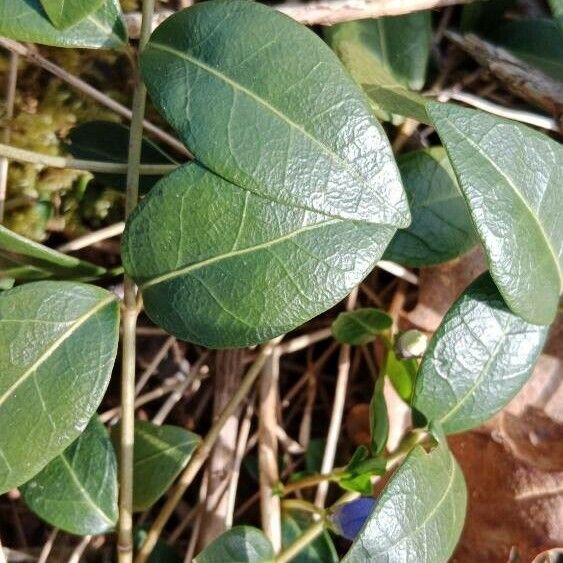 Vinca minor पत्ता