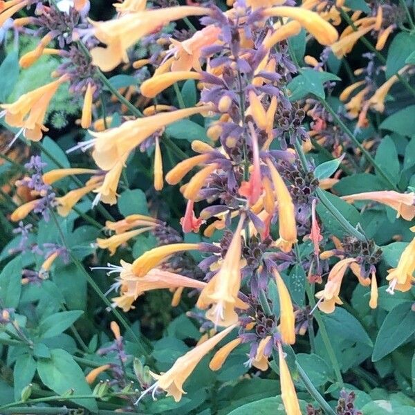 Agastache rupestris Flor