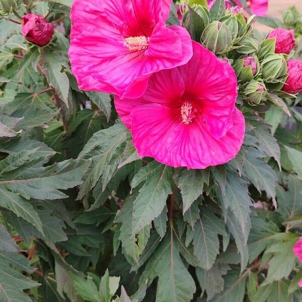 Hibiscus sabdariffa പുഷ്പം