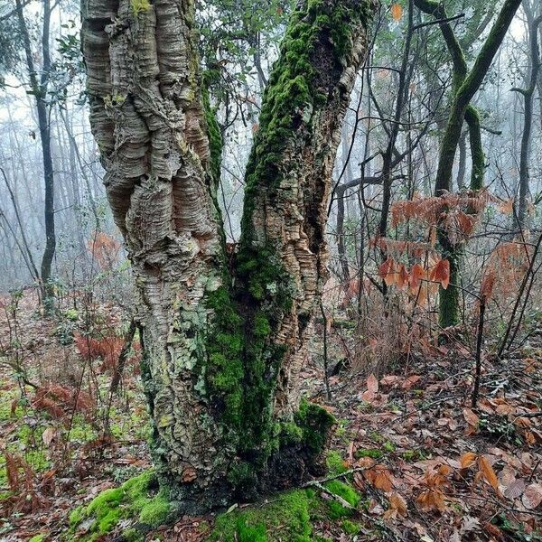 Quercus suber Bark