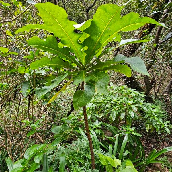 Sonchus fruticosus 葉