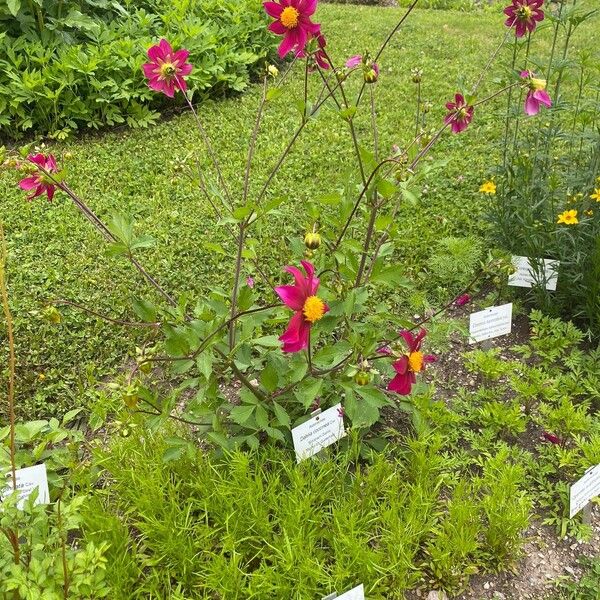 Dahlia coccinea Frunză