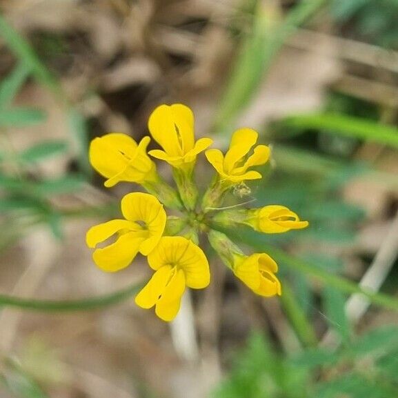 Hippocrepis scorpioides Bloem