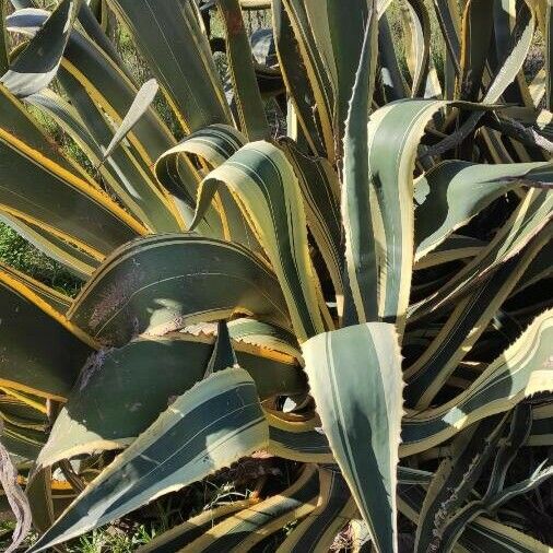 Agave americana Hàbitat