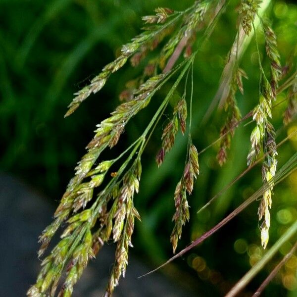 Poa trivialis Blüte