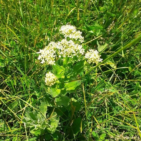 Lepidium draba Flor