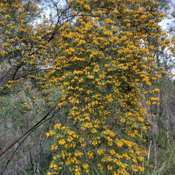 Pultenaea flexilis Habitatea