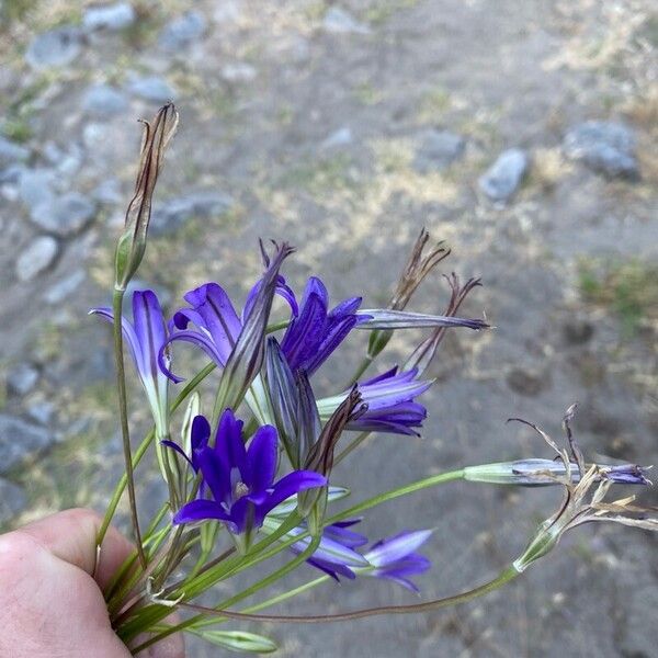 Brodiaea elegans Flower