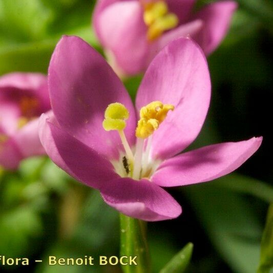 Centaurium portense Flors