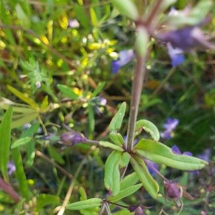 Collinsia parviflora برگ