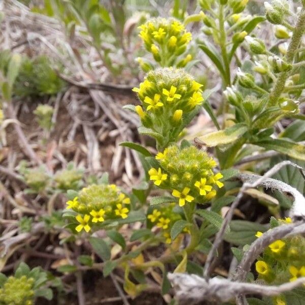 Alyssum alyssoides Flower