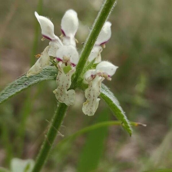 Stachys recta 花