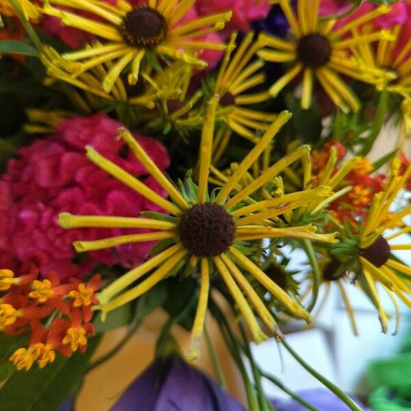 Rudbeckia subtomentosa Flor