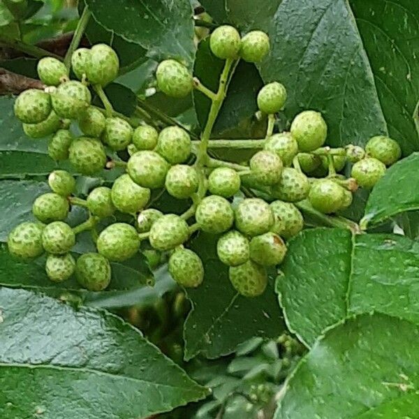 Zanthoxylum bungeanum 果實