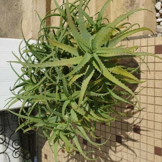 Aloe arborescens Leaf