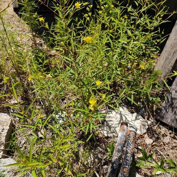 Ludwigia alternifolia Habitus