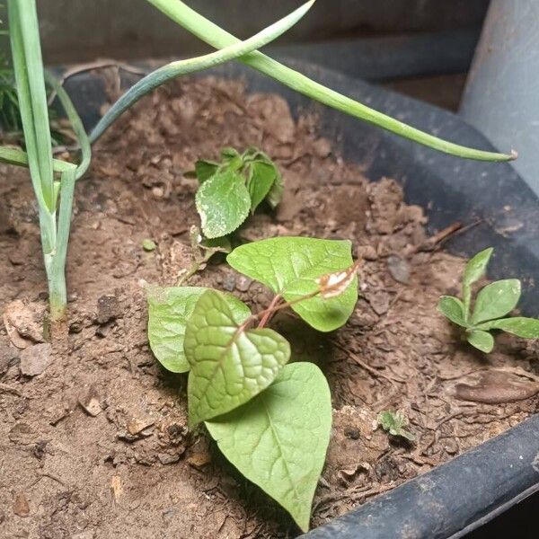 Fallopia convolvulus Folha