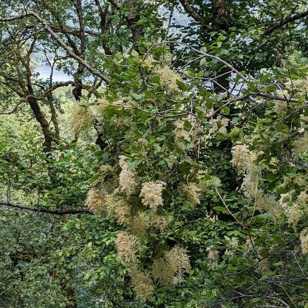 Holodiscus discolor Virág