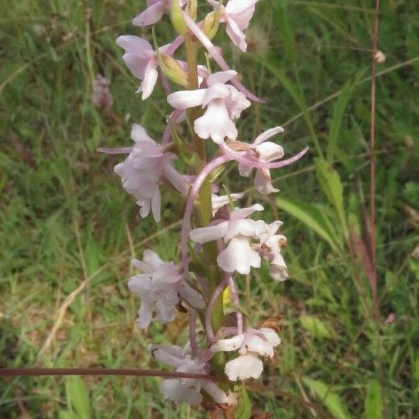 Gymnadenia conopsea പുഷ്പം