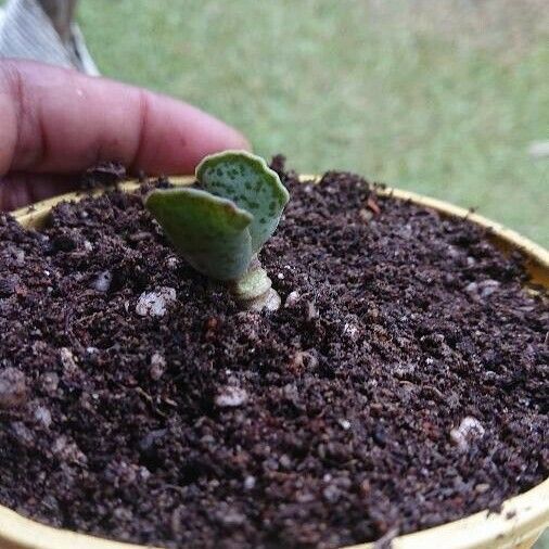 Adromischus cooperi Leaf