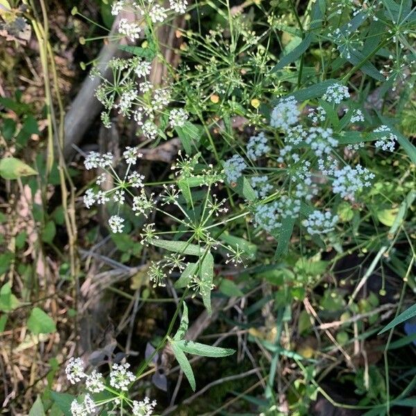 Cicuta maculata Õis