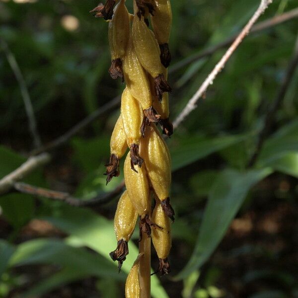 Corallorhiza maculata Frukt