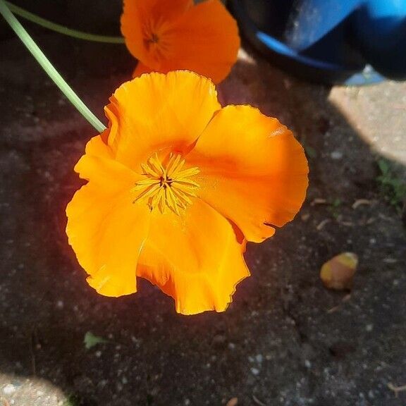 Eschscholzia californica Blüte