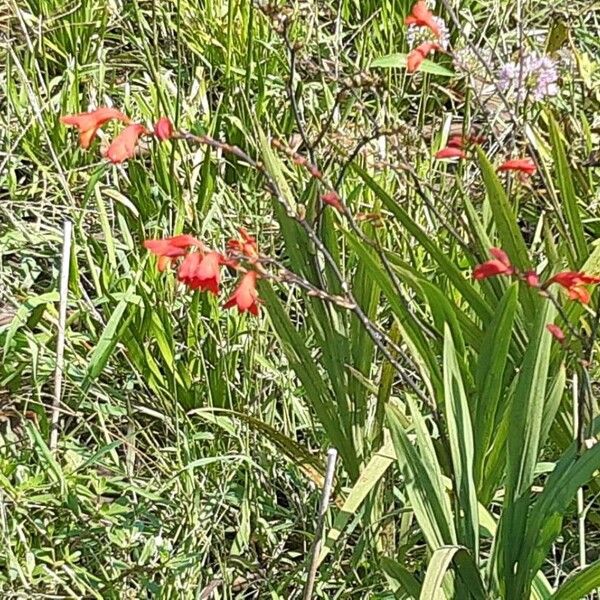 Crocosmia × crocosmiiflora Flor