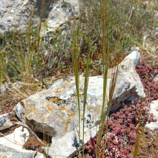 Stipellula capensis Характер